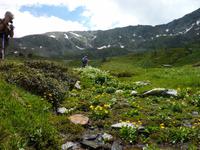 Bergwiesen &ndash; &copy; Cornelia Ritter (Eberhardt TRAVEL)
