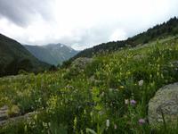 Blumenwiesen &ndash; &copy; Cornelia Ritter (Eberhardt TRAVEL)