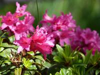 Alpenrose2 &ndash; &copy; Maria Michel (Eberhardt TRAVEL)