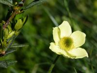 Gletschermohn &ndash; &copy; Maria Michel (Eberhardt TRAVEL)