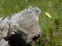 Habichtskraut &ndash; &copy; Maria Michel (Eberhardt TRAVEL)