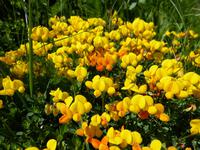 Hornklee &ndash; &copy; Maria Michel (Eberhardt TRAVEL)