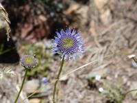 Kugelblume &ndash; &copy; Maria Michel (Eberhardt TRAVEL)