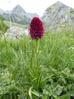 Nigritella (dunkles Kohlröschen)Orchideenart &ndash; &copy; Maria Michel (Eberhardt TRAVEL)