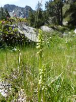 Orchidee Höserich &ndash; &copy; Maria Michel (Eberhardt TRAVEL)