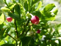 Preiselbeere &ndash; &copy; Maria Michel (Eberhardt TRAVEL)