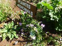 103 Blumen &ndash; &copy; Gudrun Rämisch (Eberhardt TRAVEL)