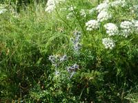 52 Blumen &ndash; &copy; Gudrun Rämisch (Eberhardt TRAVEL)