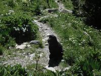 Wanderung im Sorteny Nationalpark - Ignacies Hündin Durna &ndash; &copy; Stefan Börner (Eberhardt TRAVEL)