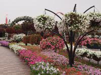 Dubai - Miracle Gardens &ndash; &copy; Juliane Voigt (Eberhardt TRAVEL)