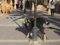 Souk in Nizwa &ndash; &copy; Madlen Lippe (Eberhardt TRAVEL)