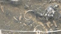 Meeresfossilien in 1.900 Meter Höhe &ndash; &copy; Frank Nimschowski (Eberhardt TRAVEL)