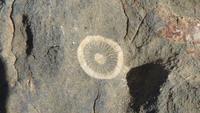 Meeresfossil &ndash; &copy; Frank Nimschowski (Eberhardt TRAVEL)