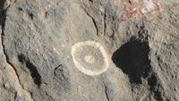 Jebel Akhdar Gebirge: Meeresfossilie