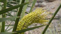 Fruchtstand der weiblichen Dattelpalme mit männlicher Blüte zusammgebunden &ndash; &copy; Frank Nimschowski (Eberhardt TRAVEL)