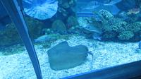 Aquarium Dubai Mall &ndash; &copy; Carina Henn (Eberhardt TRAVEL)