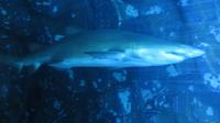 Aquarium Dubai Mall &ndash; &copy; Carina Henn (Eberhardt TRAVEL)