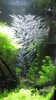 Aquarium Dubai Mall &ndash; &copy; Carina Henn (Eberhardt TRAVEL)