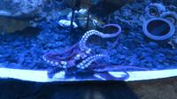 Aquarium Dubai Mall &ndash; &copy; Carina Henn (Eberhardt TRAVEL)