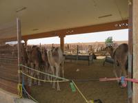 Kamelmarkt Al Ain &ndash; &copy; Carina Henn (Eberhardt TRAVEL)