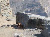 Jebel Shams &ndash; &copy; Carina Henn (Eberhardt TRAVEL)