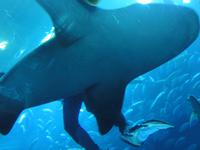 Dubai Aquarium (3) &ndash; &copy; Susann Schmiedel (Eberhardt TRAVEL)