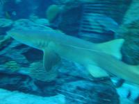 Dubai Aquarium (5) &ndash; &copy; Susann Schmiedel (Eberhardt TRAVEL)
