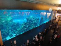 Dubai Aquarium &ndash; &copy; Susann Schmiedel (Eberhardt TRAVEL)