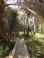 Palmenoase Al Ain (2) &ndash; &copy; Susann Schmiedel (Eberhardt TRAVEL)