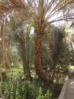 Palmenoase Al Ain &ndash; &copy; Susann Schmiedel (Eberhardt TRAVEL)