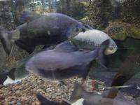 Unterwasserzoo Dubai Mall (10) &ndash; &copy; Susann Schmiedel (Eberhardt TRAVEL)