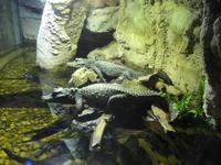 Unterwasserzoo Dubai Mall (11) &ndash; &copy; Susann Schmiedel (Eberhardt TRAVEL)