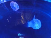 Unterwasserzoo Dubai Mall (12) &ndash; &copy; Susann Schmiedel (Eberhardt TRAVEL)