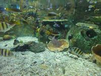 Unterwasserzoo Dubai Mall (13) &ndash; &copy; Susann Schmiedel (Eberhardt TRAVEL)