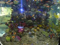 Unterwasserzoo Dubai Mall (14) &ndash; &copy; Susann Schmiedel (Eberhardt TRAVEL)