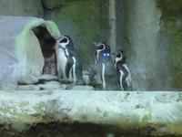 Unterwasserzoo Dubai Mall (15) &ndash; &copy; Susann Schmiedel (Eberhardt TRAVEL)