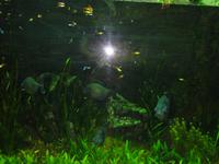 Unterwasserzoo Dubai Mall (2) &ndash; &copy; Susann Schmiedel (Eberhardt TRAVEL)