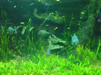 Unterwasserzoo Dubai Mall (3) &ndash; &copy; Susann Schmiedel (Eberhardt TRAVEL)