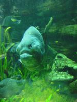 Unterwasserzoo Dubai Mall (4) &ndash; &copy; Susann Schmiedel (Eberhardt TRAVEL)
