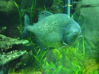 Unterwasserzoo Dubai Mall (5) &ndash; &copy; Susann Schmiedel (Eberhardt TRAVEL)