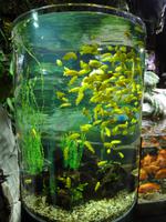 Unterwasserzoo Dubai Mall (6) &ndash; &copy; Susann Schmiedel (Eberhardt TRAVEL)