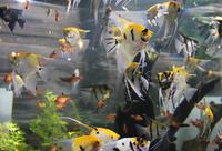 Dubai Aquarium &ndash; &copy; Sylvia Ott (Eberhardt TRAVEL)