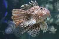 Dubai Aquarium &ndash; &copy; Sylvia Ott (Eberhardt TRAVEL)