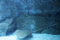 Dubai Aquarium Tunnel &ndash; &copy; Sylvia Ott (Eberhardt TRAVEL)
