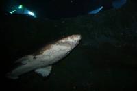 0135 im Aquarium-Tunnel &ndash; &copy; Patrick Fritzsche (Eberhardt TRAVEL)