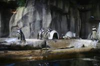 0153 im Unterwasser-Zoo in der Dubai-Mall &ndash; &copy; Patrick Fritzsche (Eberhardt TRAVEL)