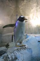 0155 im Unterwasser-Zoo in der Dubai-Mall &ndash; &copy; Patrick Fritzsche (Eberhardt TRAVEL)