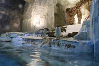 0156 im Unterwasser-Zoo in der Dubai-Mall &ndash; &copy; Patrick Fritzsche (Eberhardt TRAVEL)