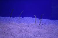 0157 im Unterwasser-Zoo in der Dubai-Mall &ndash; &copy; Patrick Fritzsche (Eberhardt TRAVEL)