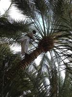 0290 in der Oase in Al Ain &ndash; &copy; Patrick Fritzsche (Eberhardt TRAVEL)